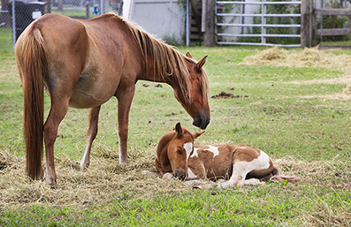 Chincoteague Wild Ponies : Personal Photo Projects : Photos : Richard Moore : Photographer